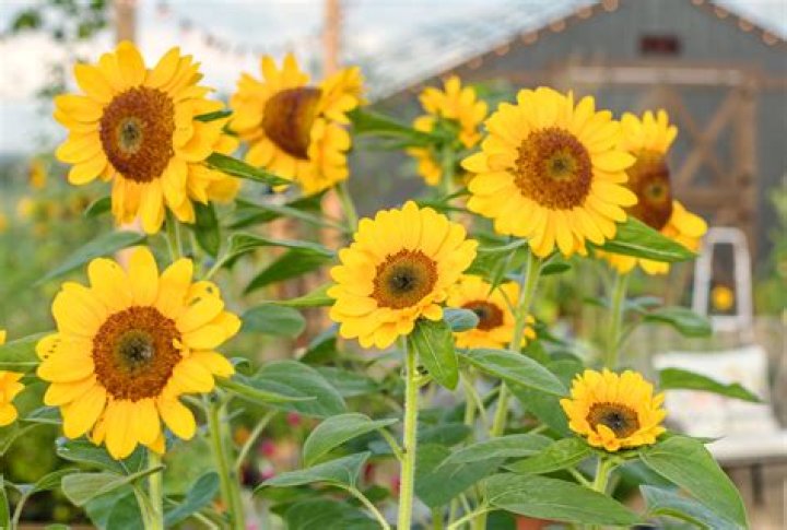 What do I need to grow sunflowers?
