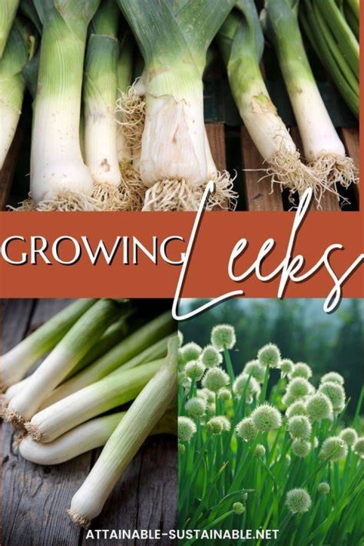 What do Leeks look like when they are growing?