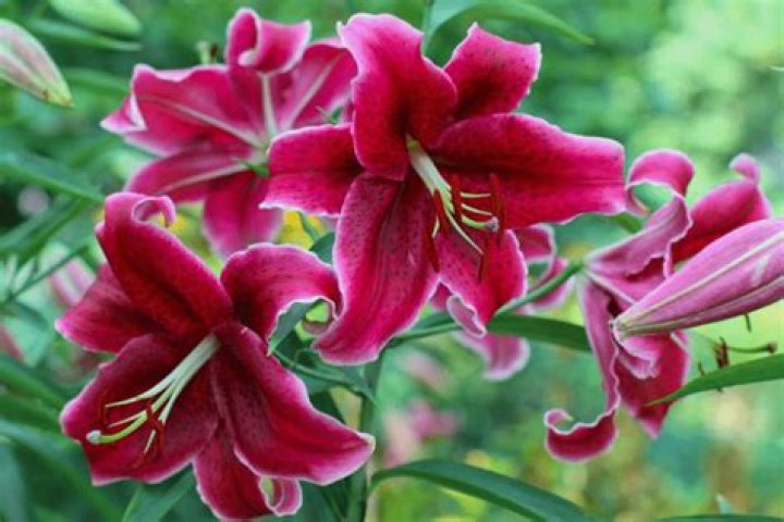 What do Lilies smell like?