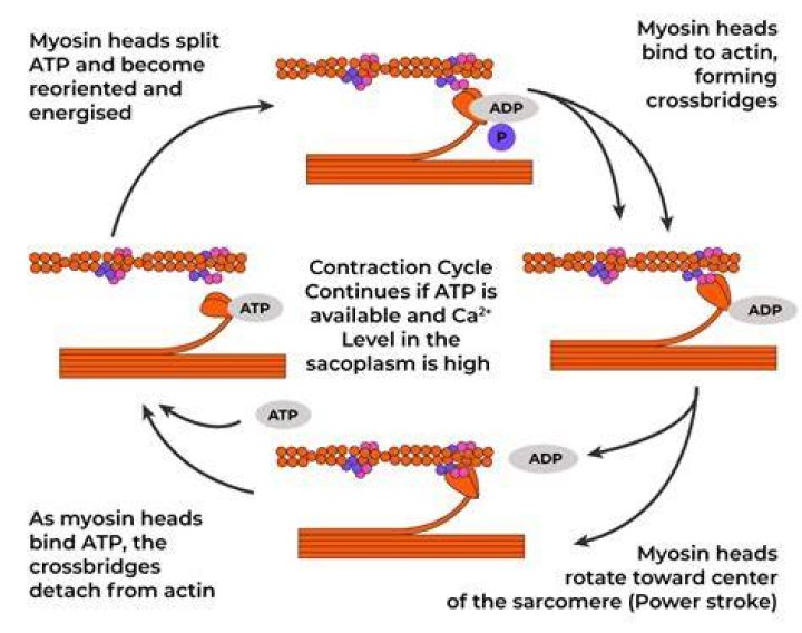 What do myosin heads do?