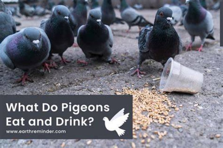 What do pigeons in the wild eat?