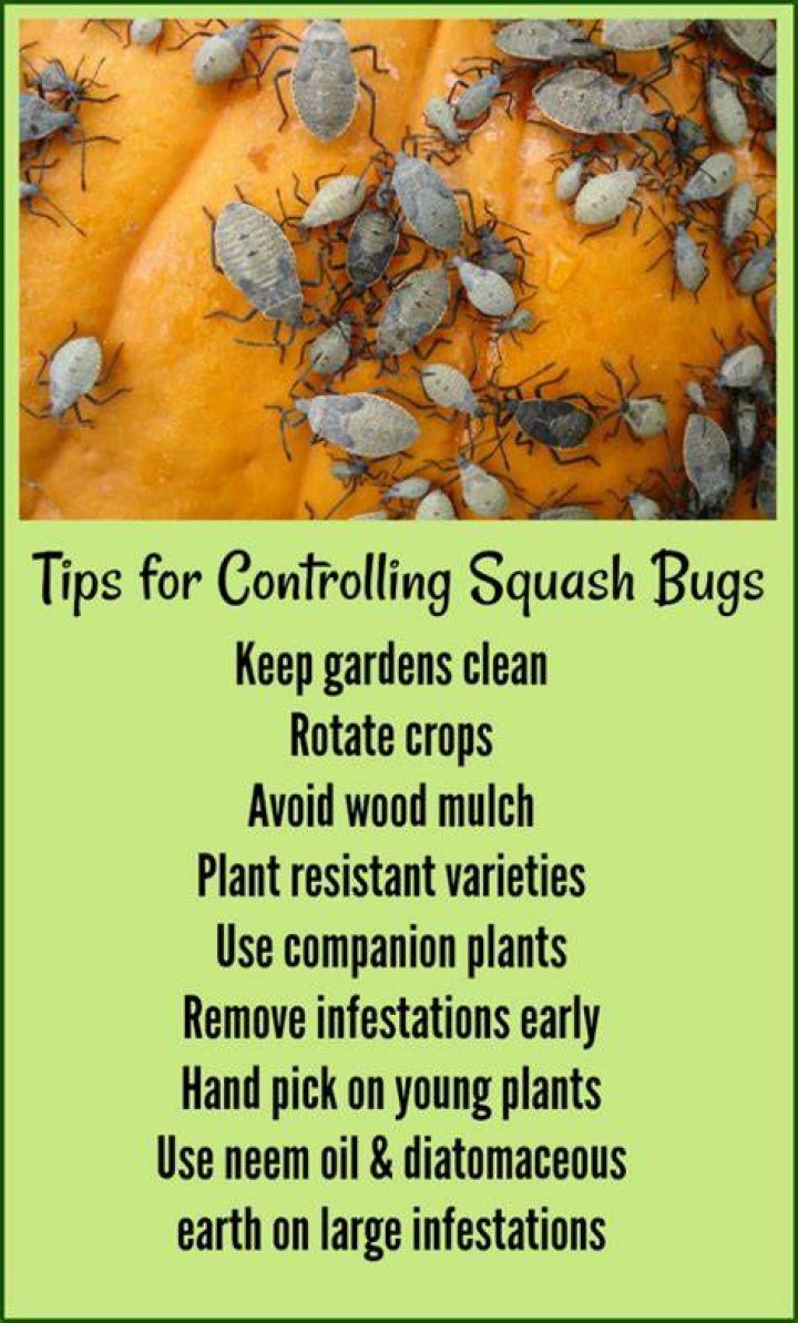 What do squash bugs do to pumpkins?