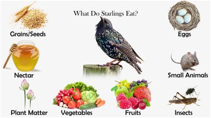 What do starlings eat?