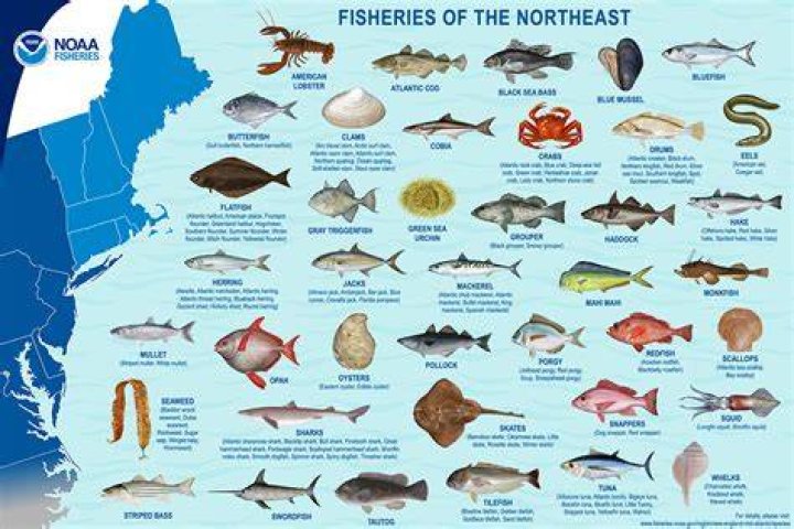 What do they fish for in Alaska?