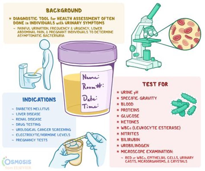 What do urine tests show?
