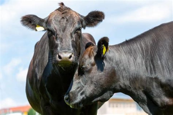 What do you call a group of 12 or more cows?