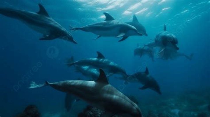 What do you call a group of dolphins swimming together?