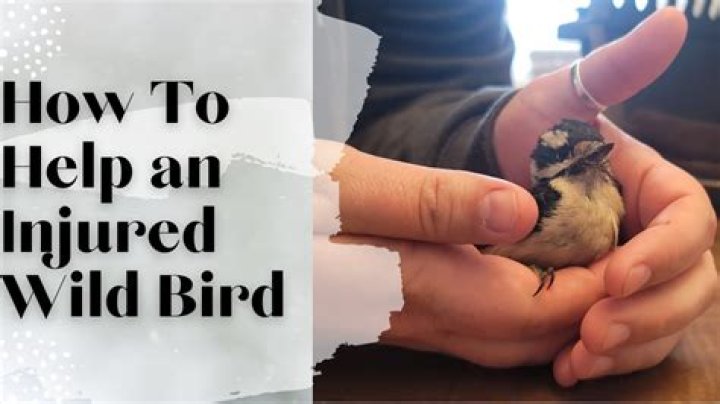 What do you do if you find a hurt bird?