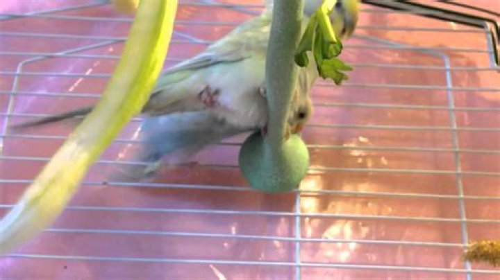 What do you do when your parakeet lays eggs?