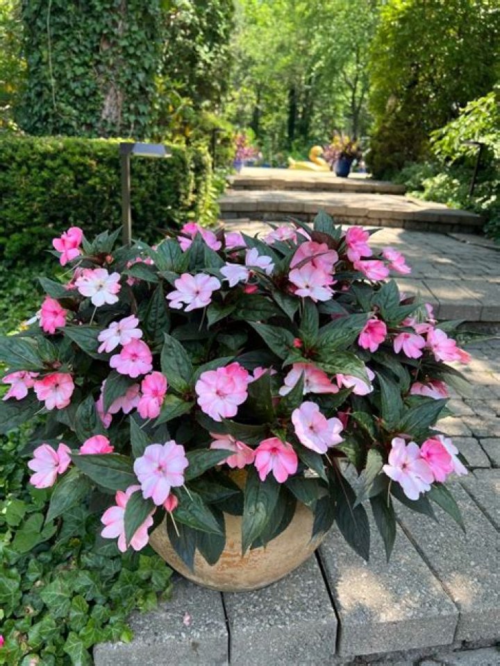 What do you do with impatiens at the end of the season?