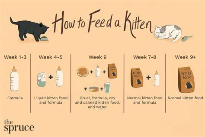 What do you feed a 3 week old kitten?