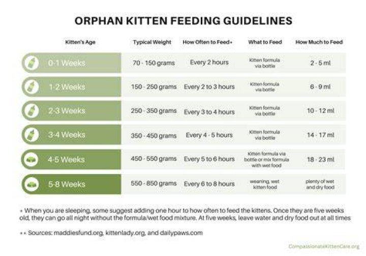 What do you feed a baby kitten if you don't have formula?