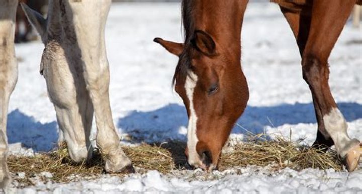 What do you feed horses in the winter?