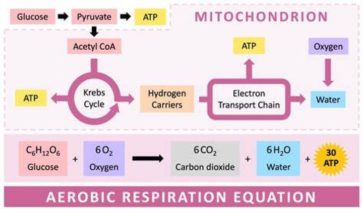 What do you mean by respiration how aerobic breakdown of pyruvate occurs in mitochondria?