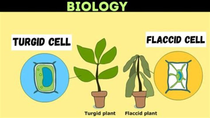 What do you mean by turgid?