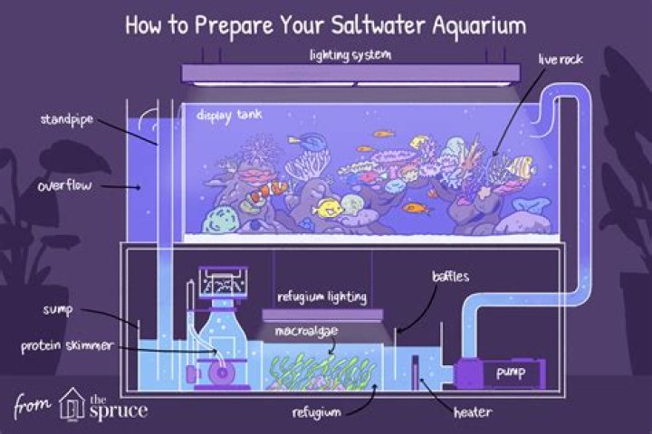 What do you need for a saltwater aquarium?