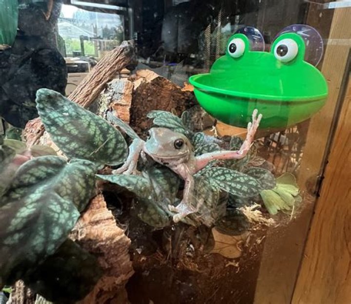 What do you need for a tree frog habitat?