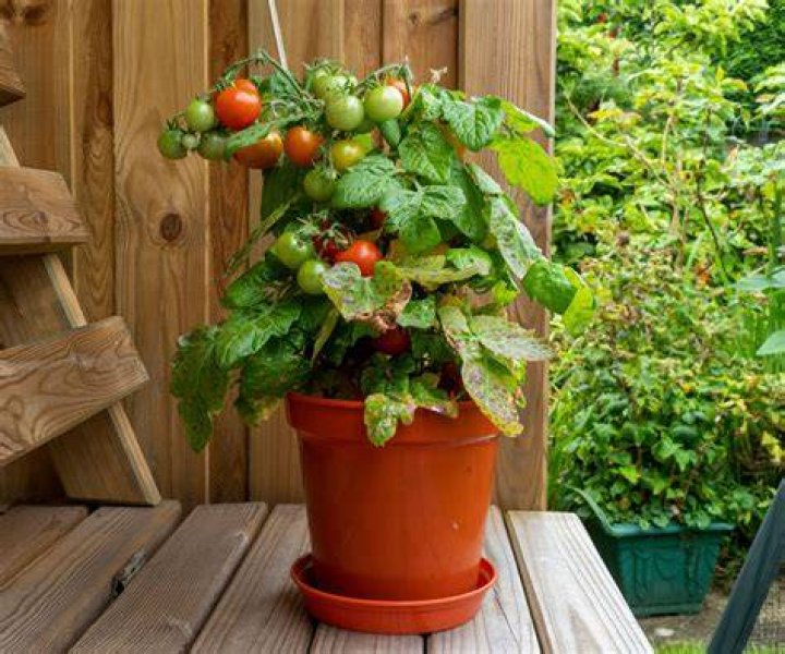 What do you need to plant tomatoes?