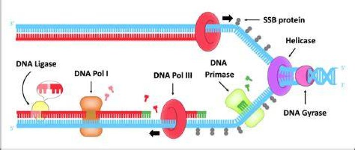 What do you think the DNA will look like?