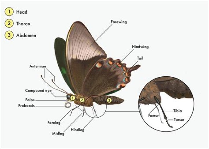 What does a butterfly look like?