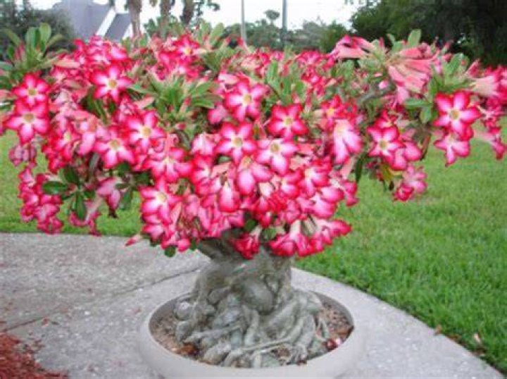What does a desert rose plant look like?
