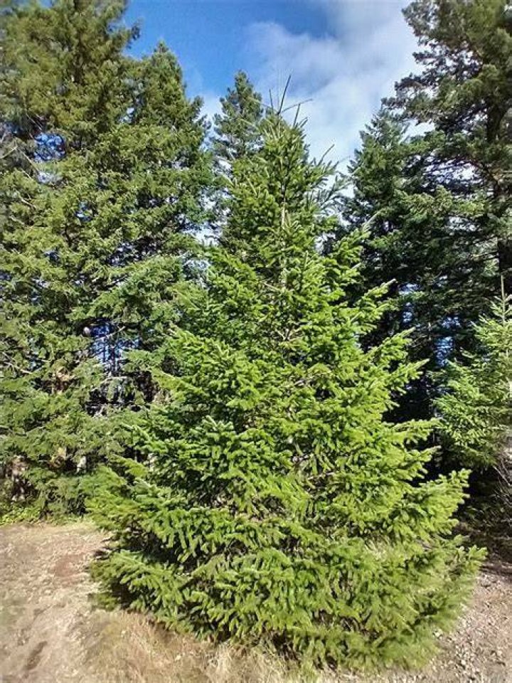 What does a Douglas fir tree look like?