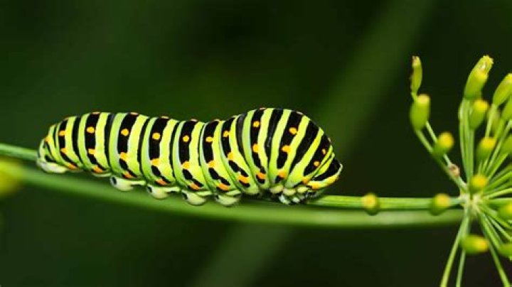 What does a green caterpillar eat?