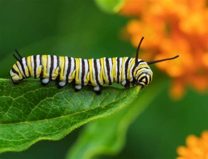 What does a monarch caterpillar look like?