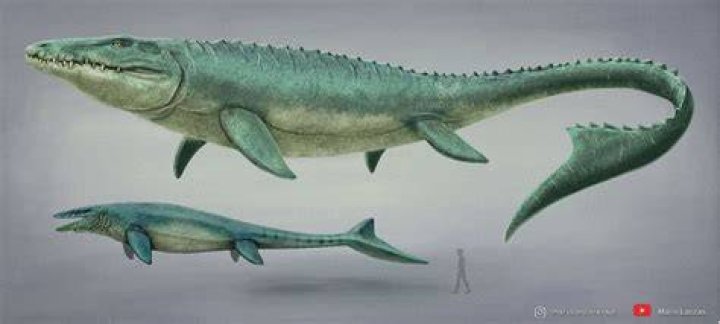 What does a mosasaurus eat?