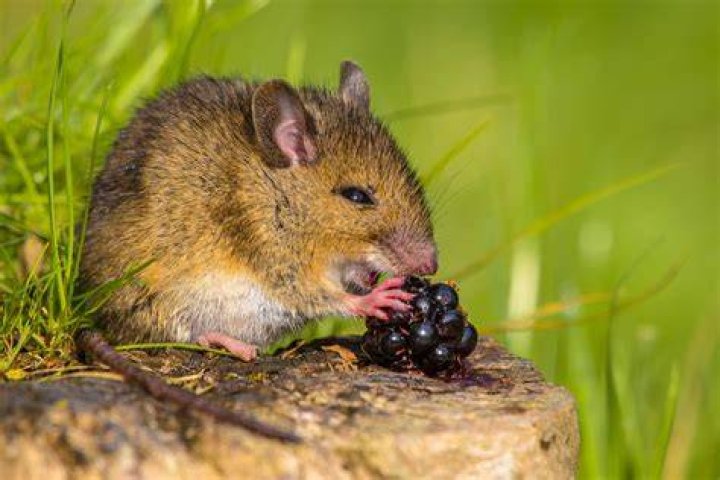 What does a mouse eat?