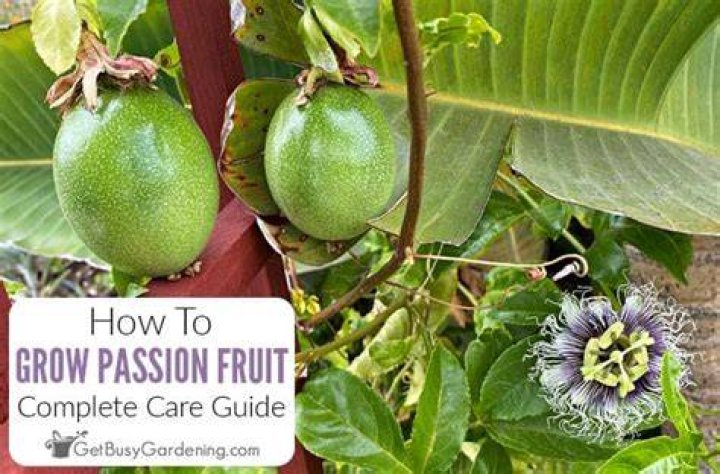What does a passion fruit plant look like?