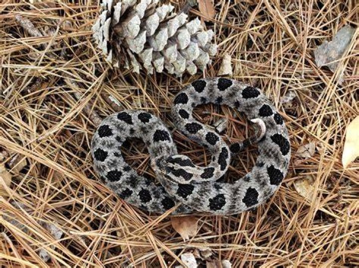 What does a pygmy rattlesnake sound like?