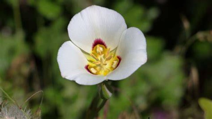 What does a Sego Lily look like?