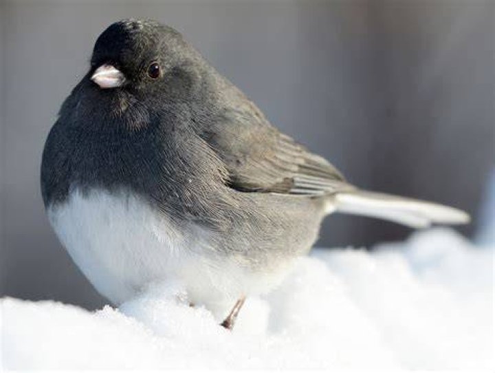 What does a snow bird look like?