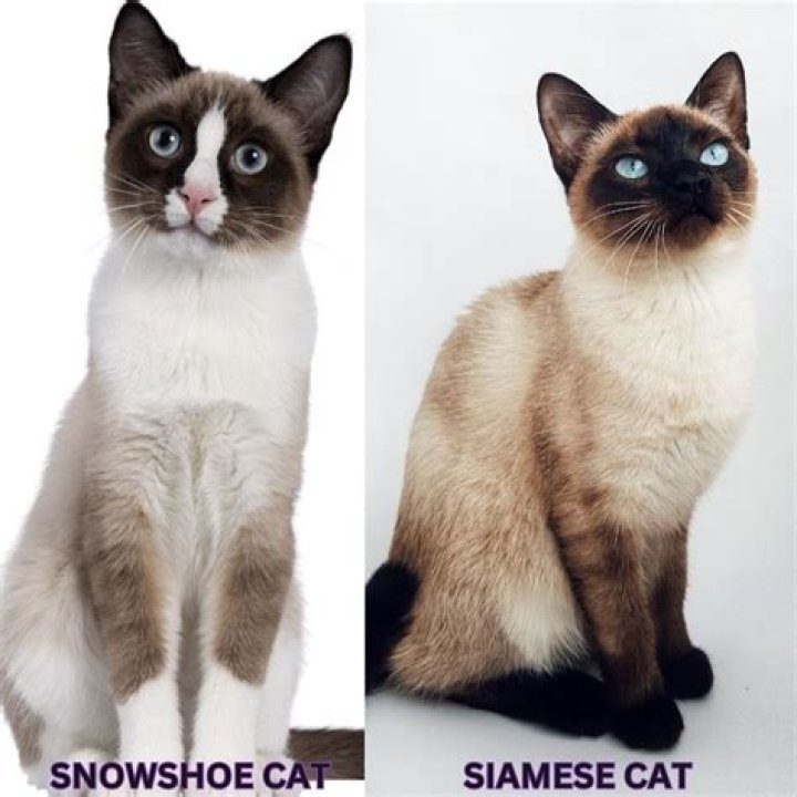 What does a snowshoe Siamese look like?