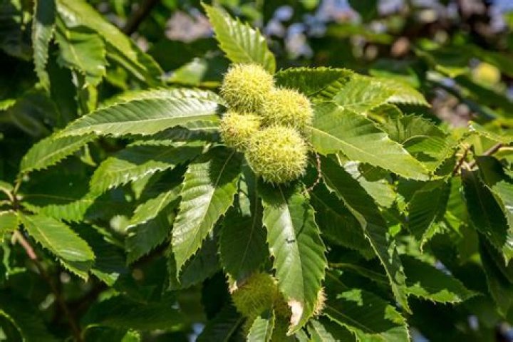 What does a sweet chestnut tree look like?