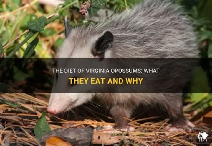 What does a Virginia opossum eat?