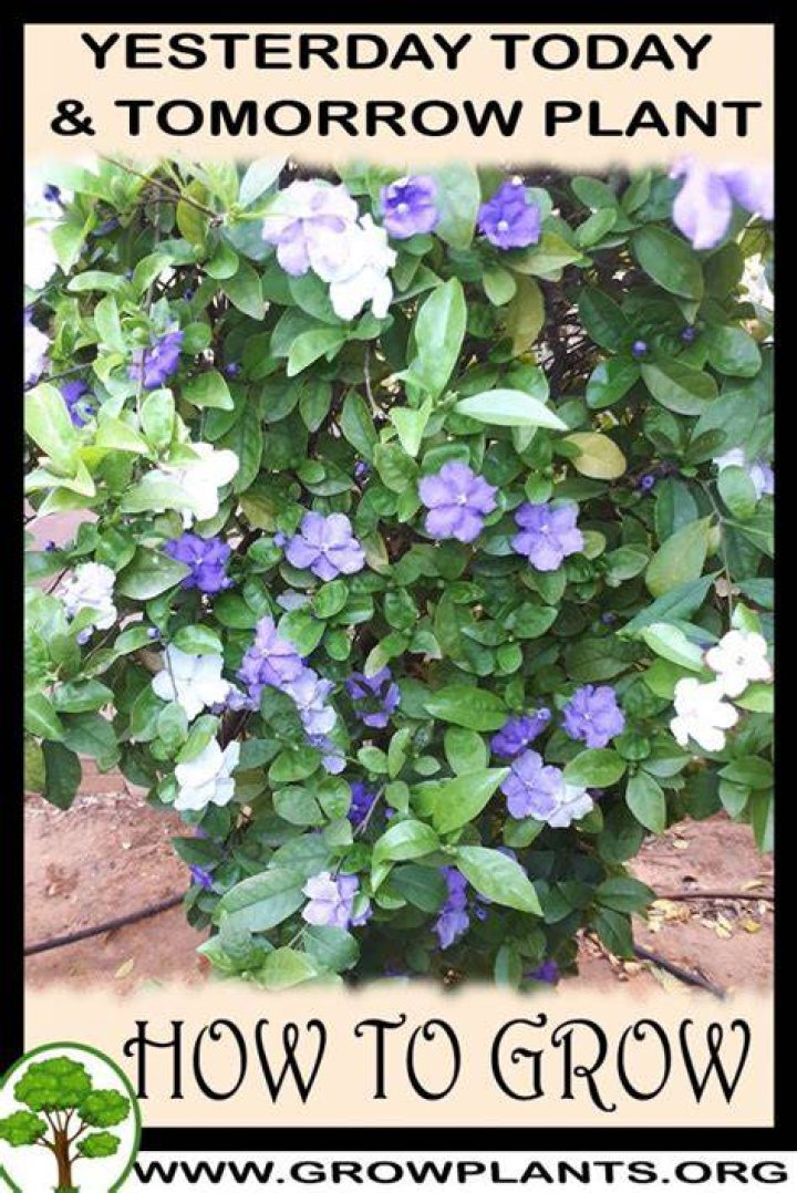 What does a Yesterday Today and Tomorrow plant look like?