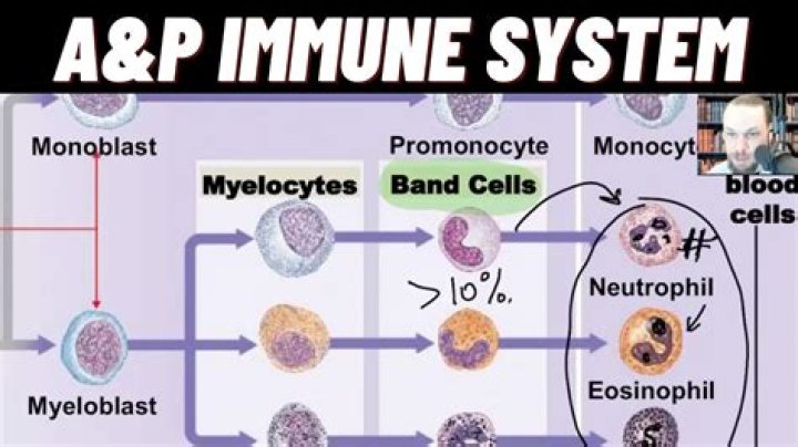 What does Bands mean in blood test?