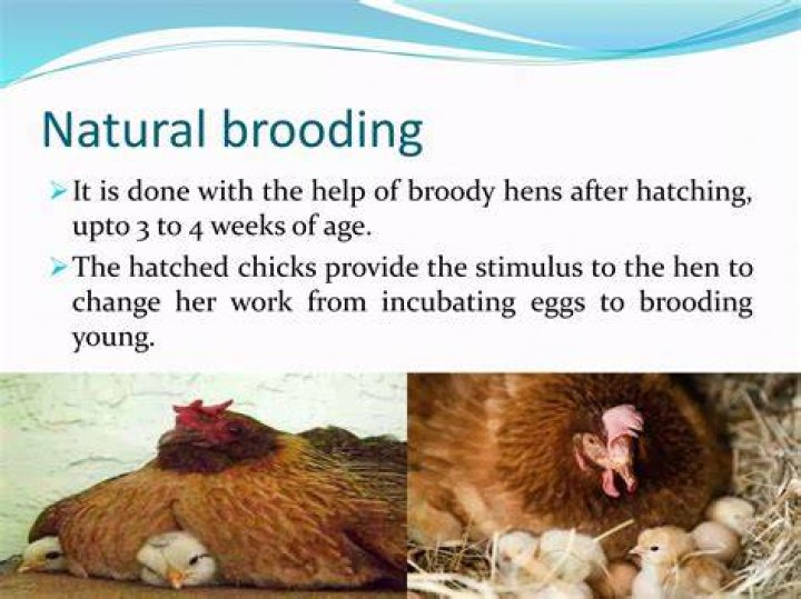 What does brooding mean in chickens?