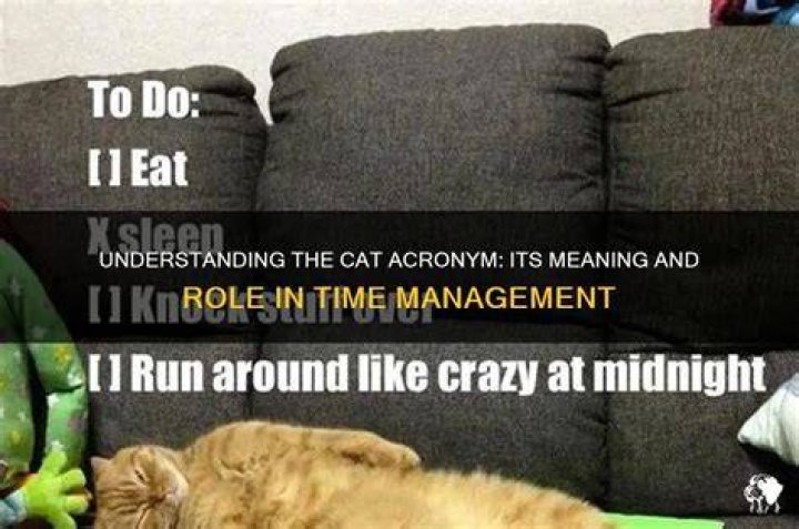 What does cat mean in time?