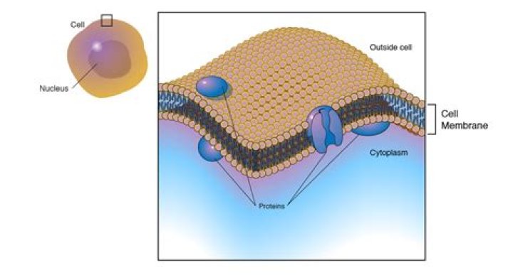 What does cell membrane look like?