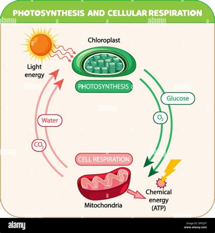 What does cellular organization refer to?