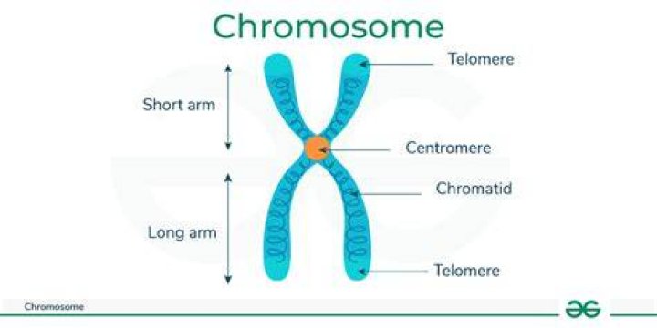 What does each chromosome consist of at the beginning of cell division?