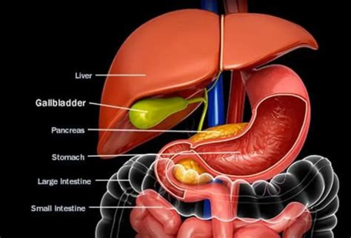 What does gallbladder do in the human body?