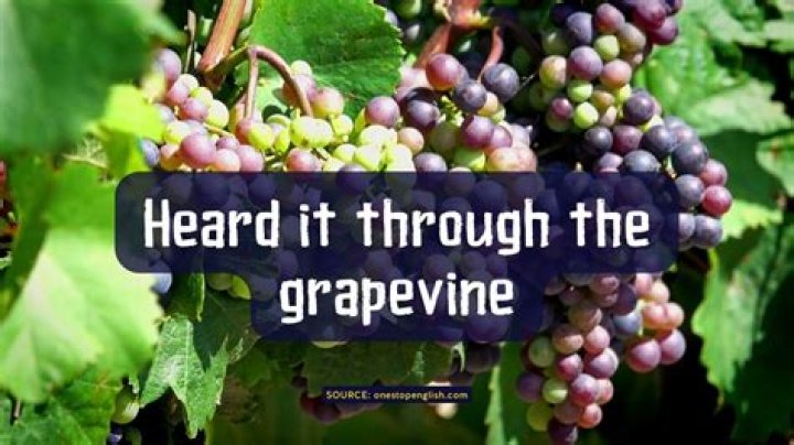 What does hearing through the grapevine mean?
