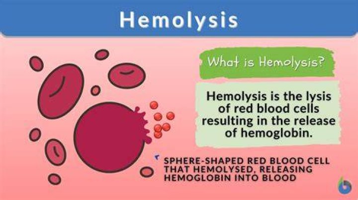 What does hemolysis present mean?
