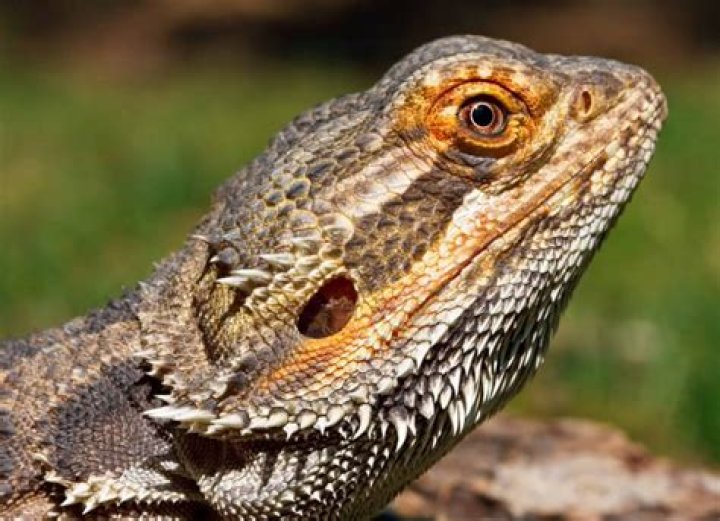 What does it mean when a bearded dragon's beard turns black?