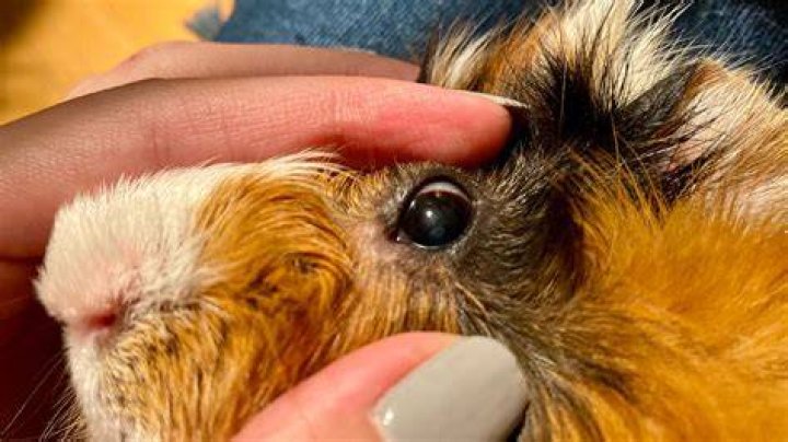 What does it mean when a guinea pig's nose is bleeding?