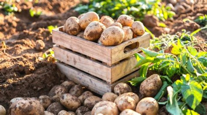 What does it mean when a potato is purple inside?